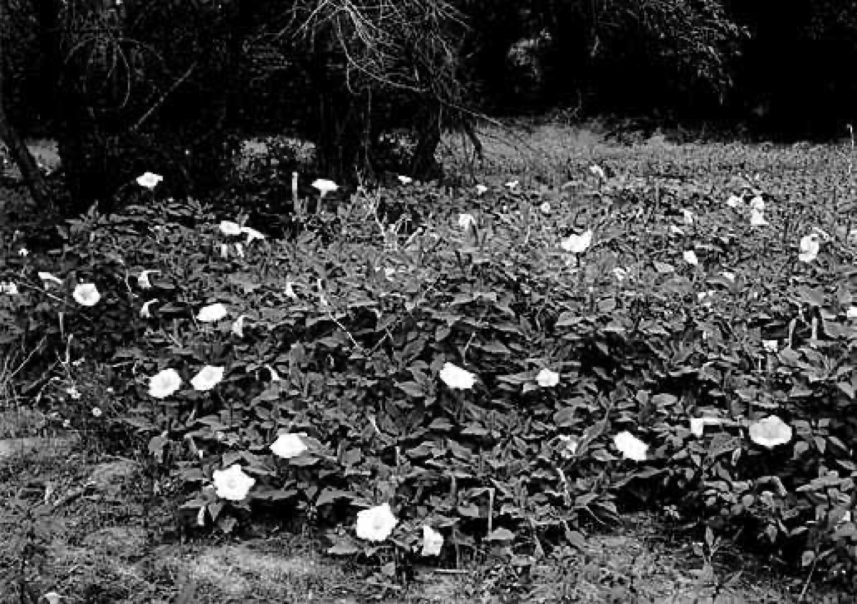 witte bloem met groene bladerdak