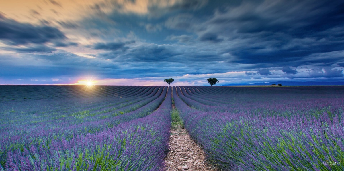 Lavender field at sunset with soft golden light