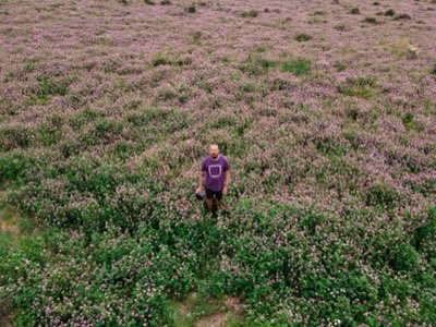 Growing Lavender: 100 Days to Aromatic Bloom Potential