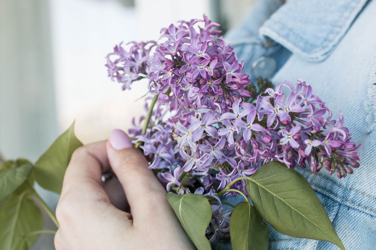 Lavender blossoms arranged in a naturalistic composition