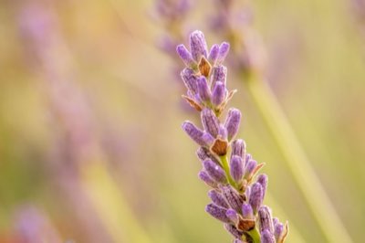 Lavandula: Perfil botánico y morfología detallada (30-80 cm)