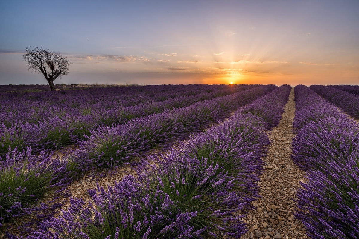 campo de lavanda al atardecer