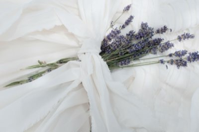 Lavandula : les 30 à 80 cm d'un arbuste au parfum puissant