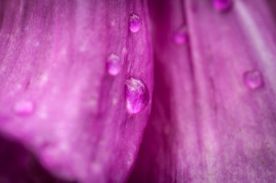 Lavendel: De chemie achter de geur van deze prachtige plant