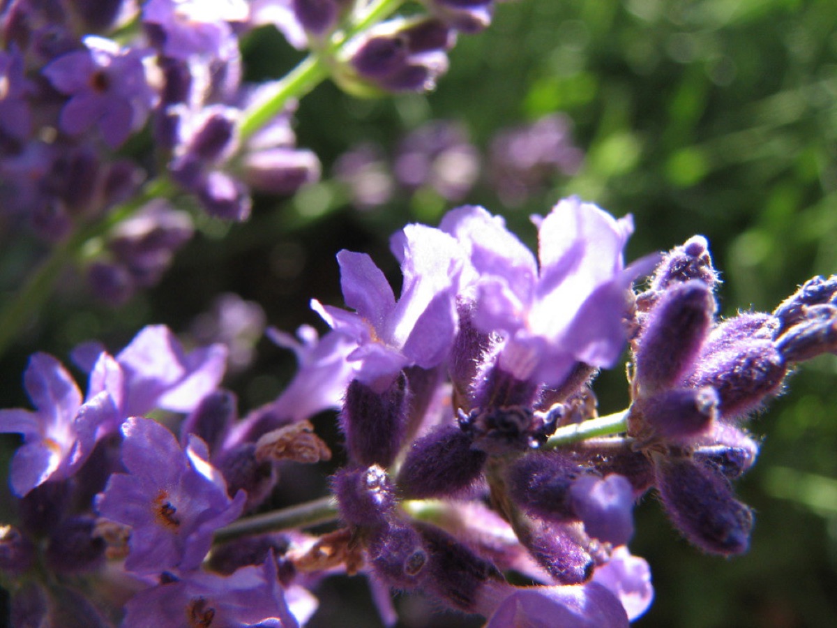 lavender blossom in field