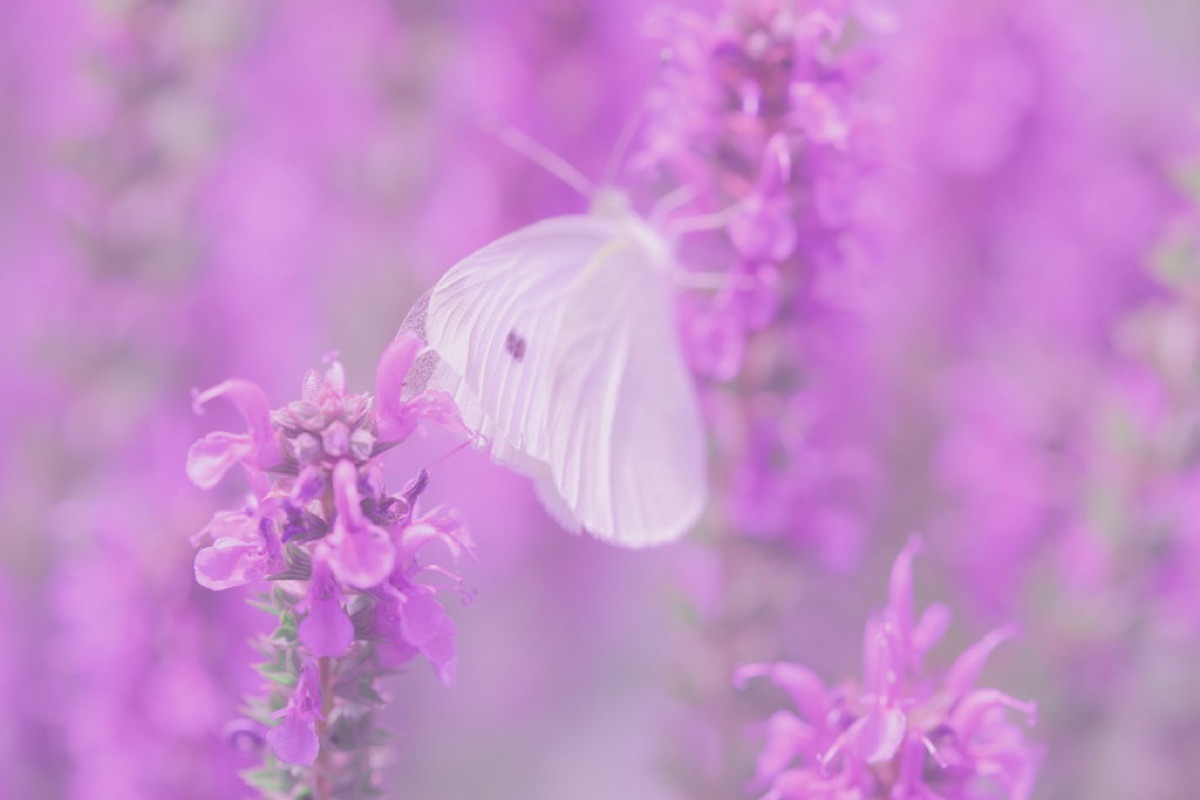 lavender petals in sunlight