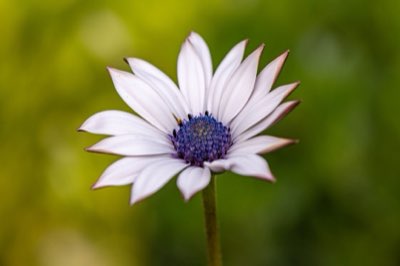 Perfume da Lavanda: Notas Químicas e Estrutura Botânica