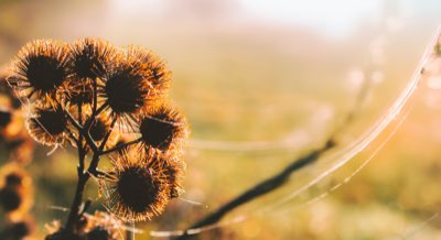 Hortensie Mai-Juli: Der subtile Duft durch chemische Analyse