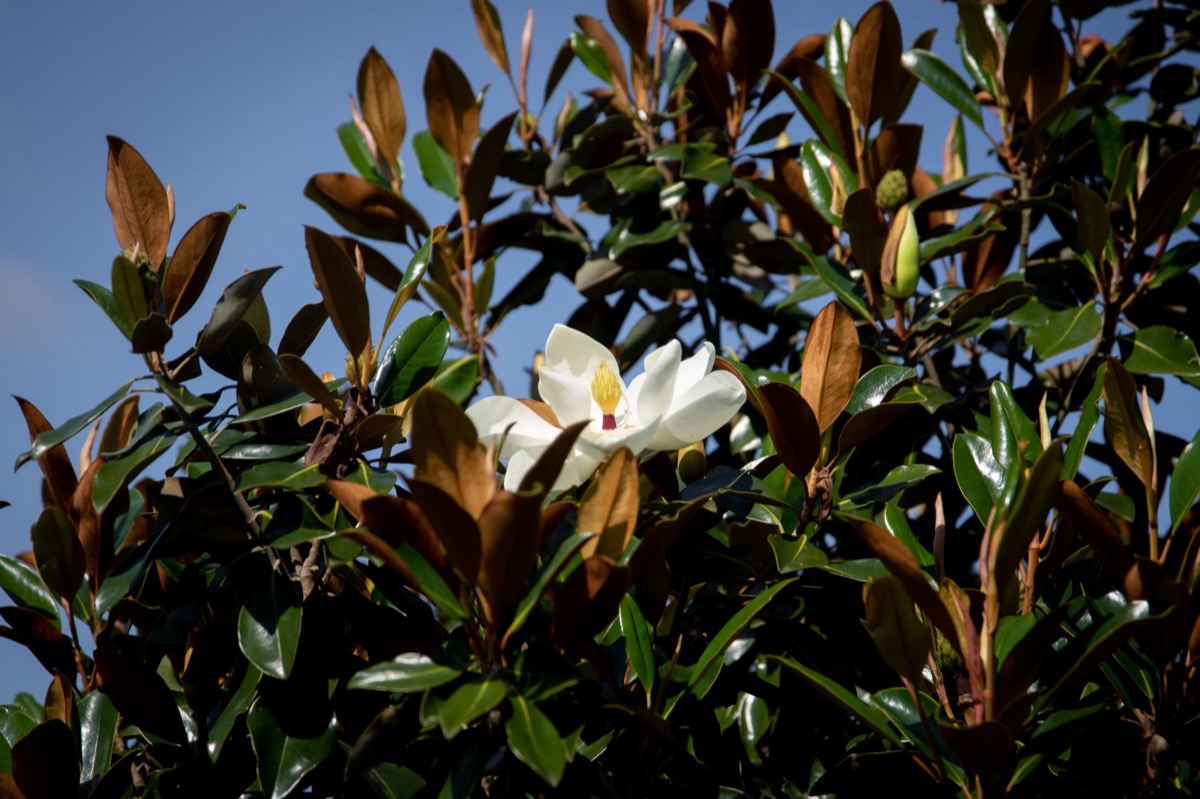 trockene Magnolieblüte und Blatt