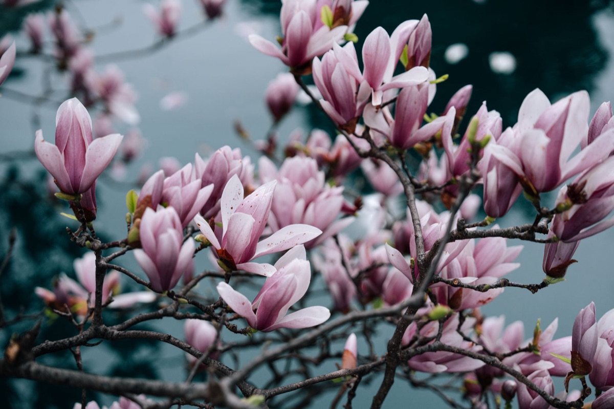 Magnolieblüte in Vase mit Wasser