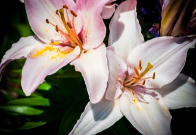 May to July: Discovering Hydrangea's Subtle Aromatic Secrets