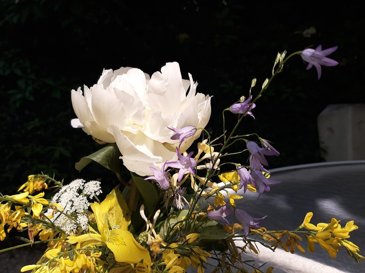 peonies in a vase