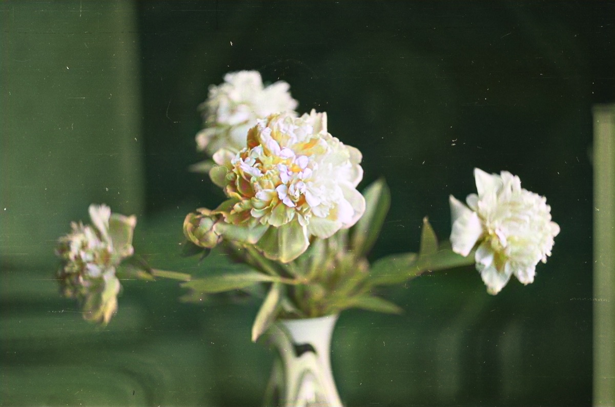 peonies en florero