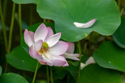 Hortensias : Secrets parfumés de mai à juillet pour votre jardin