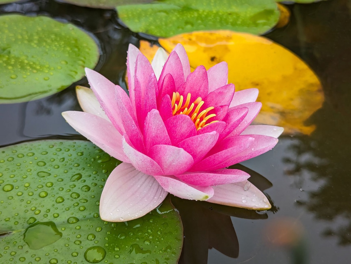 Lilyleaf in vase