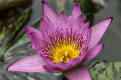 Profumo ortensia: 3 note chiave per un giardino perfetto ora