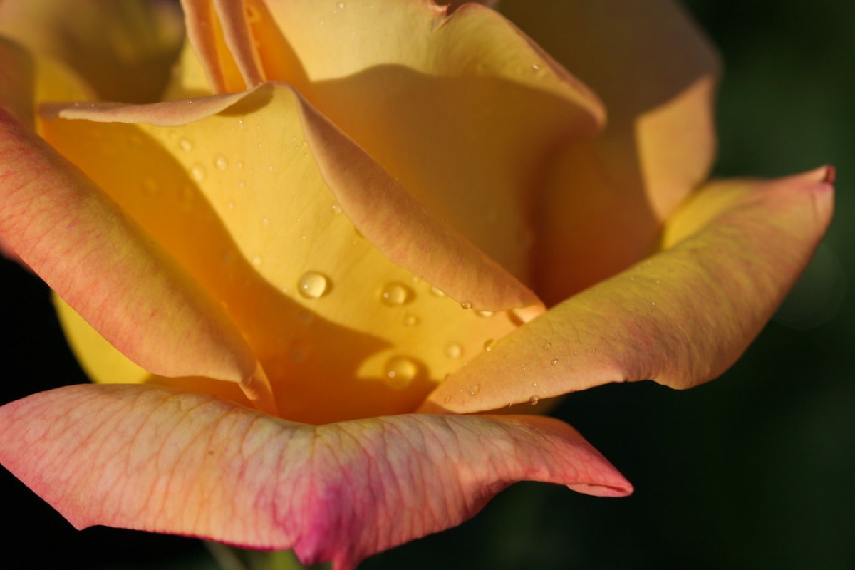 Lilia flos florencia, water lily, dewy petals