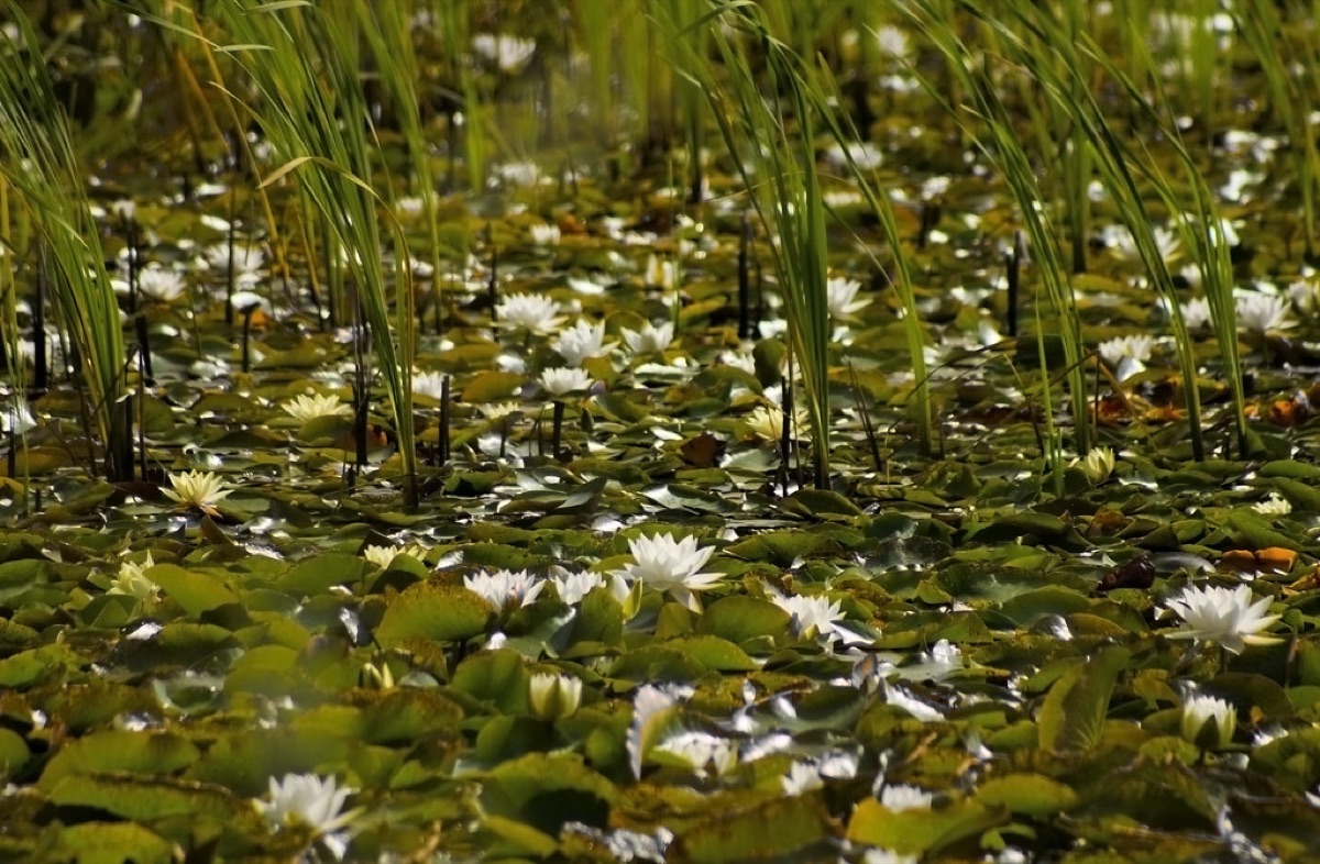 Lilia flos florencia, water lily, natural setting