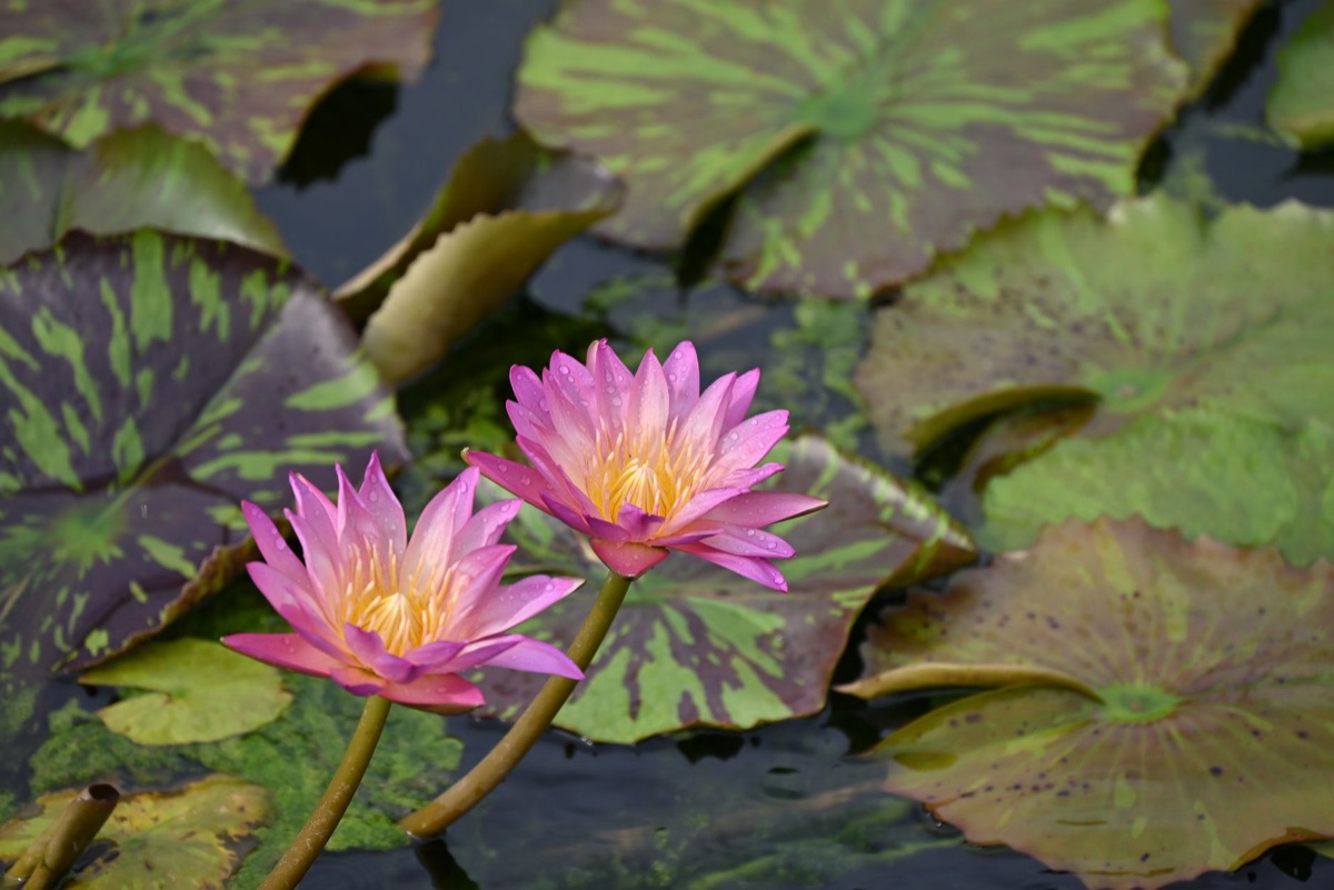 水蓮の花に露