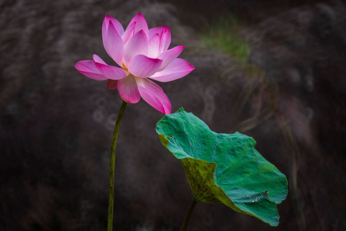 水蓮の花びらの質感