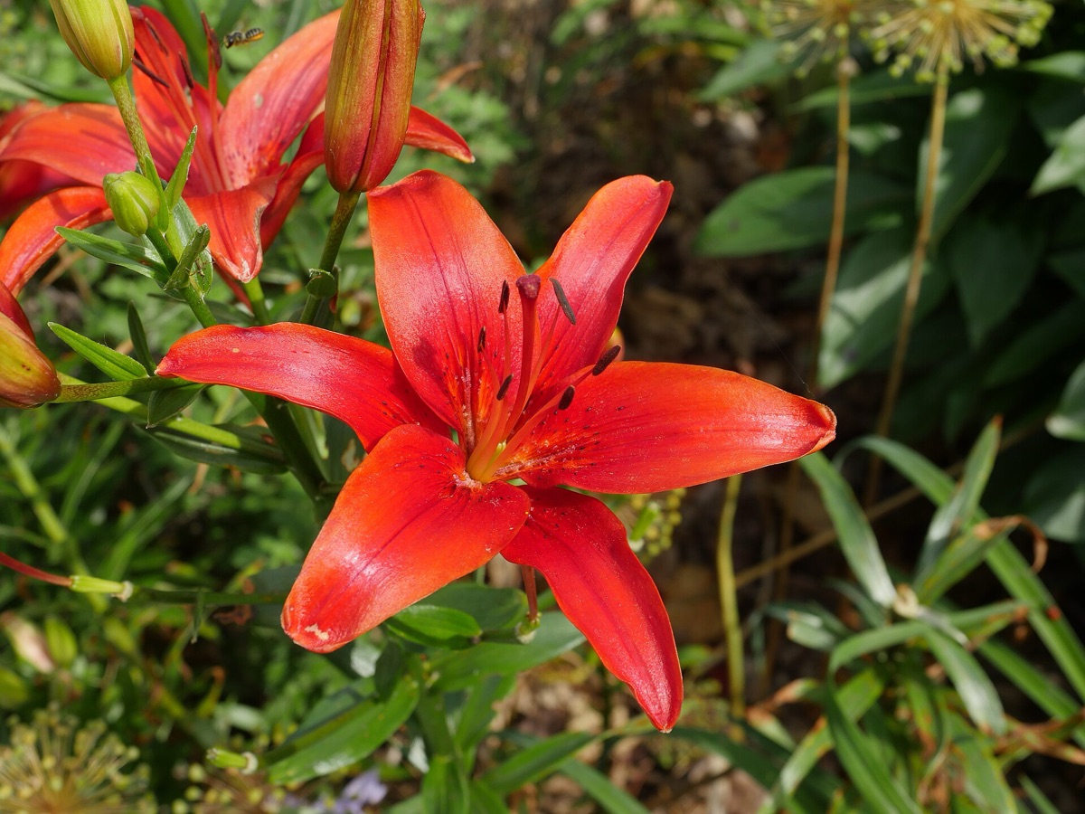 geur van tulippe