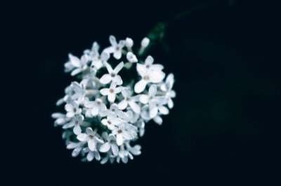 超越視覺饗宴：繡球花香氣的文化象徵與細膩質感完整指南