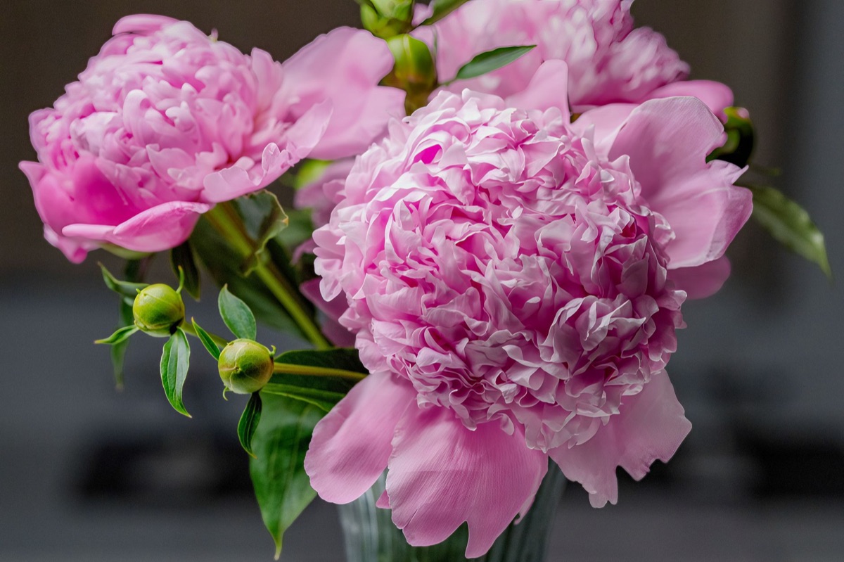 peonies and lilies 花束展現花香的組成