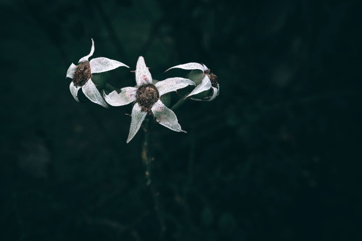 Autumn Flowers: Vital Signs of Life Through November