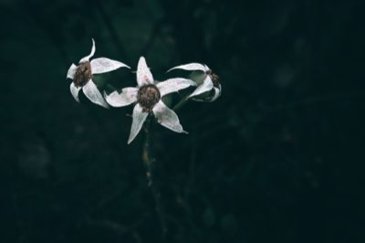 Autumn Flowers: Vital Signs of Life Through November