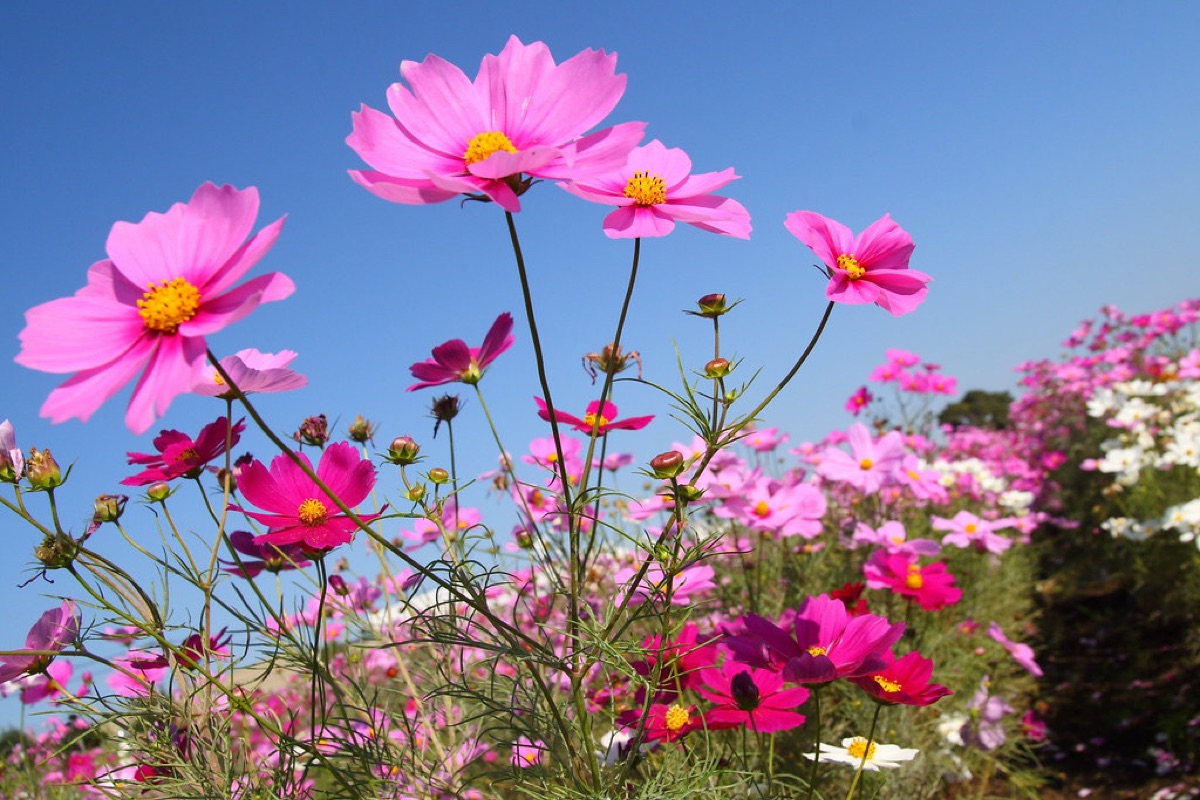 Autumn flower field with diverse blooms