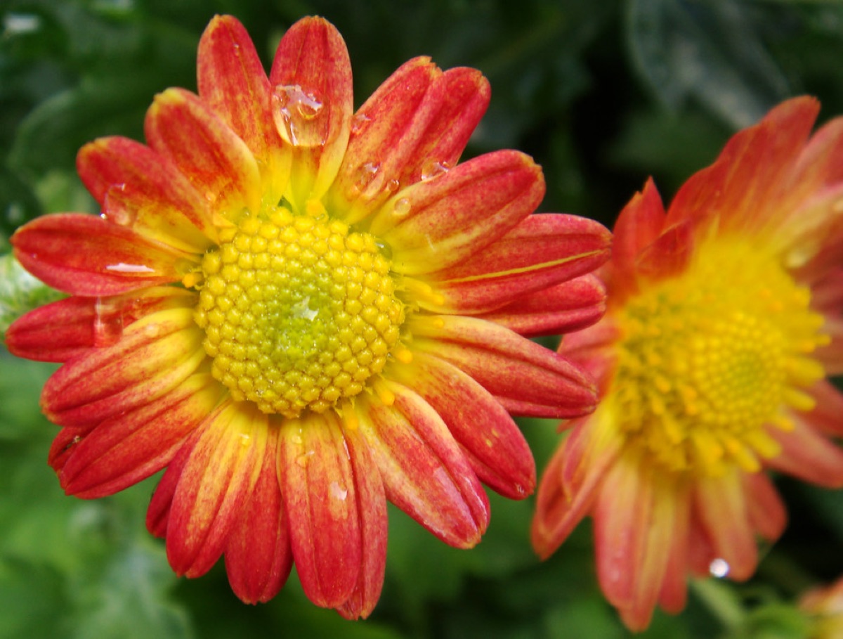 Closeup of autumn flower with detailed petals and leaves