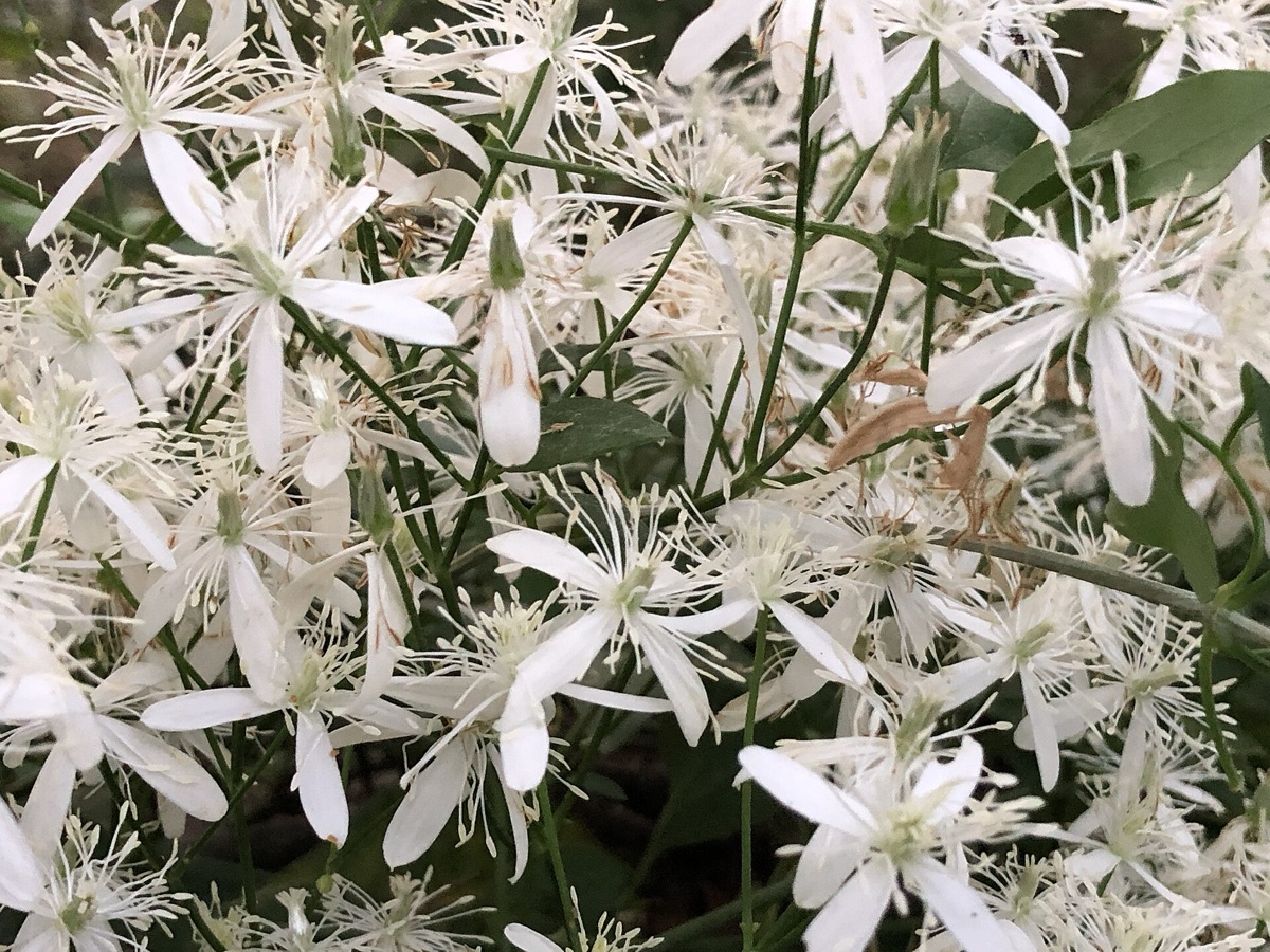 clave: flor de otoño en bosque