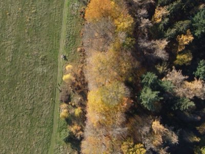 Autunno in giardino: 8 varietà resistenti fino al gelo invernale