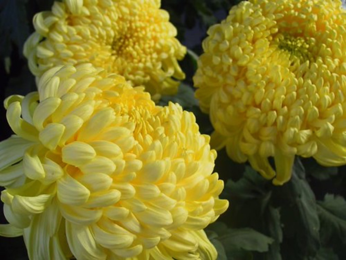 zomertijden tuin
