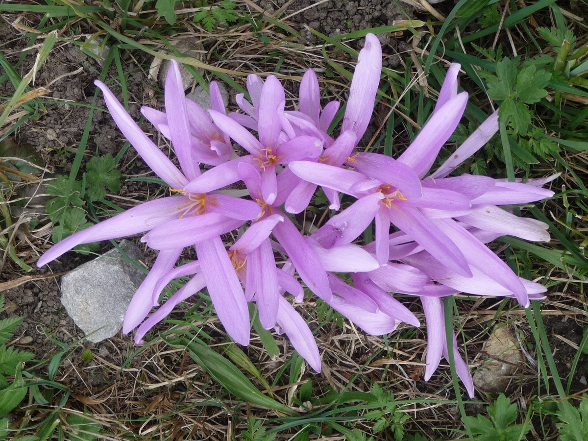 campo de flores de outono