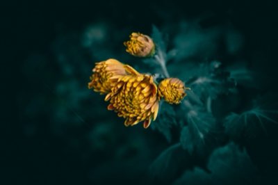 掌握秋季花卉養護術：確保植物度過寒冬的關鍵秘訣完整指南