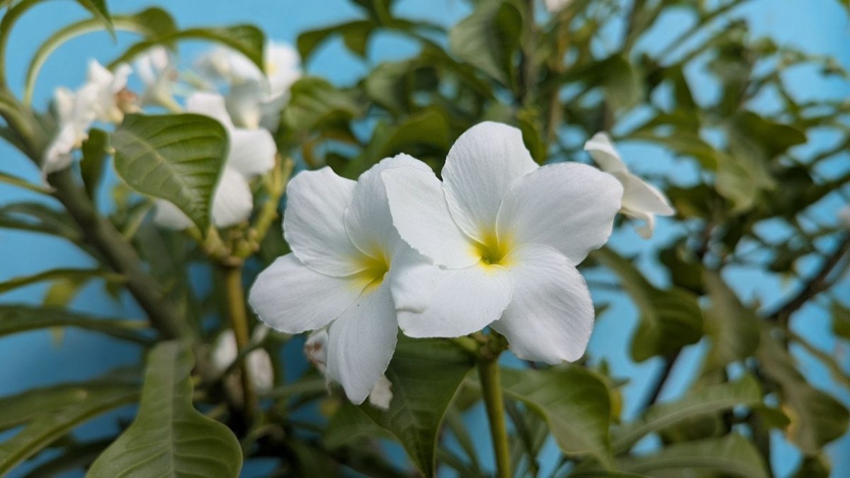 frangipani blüte in naturumgebung