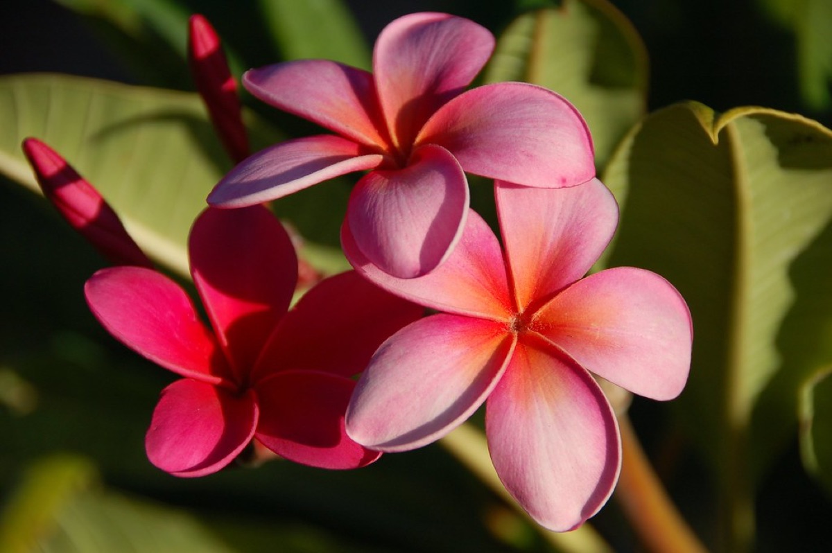 frangipani blüte mit blättern