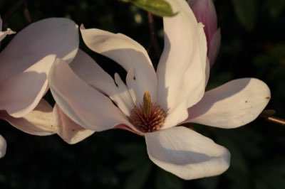 Perfumería: Cómo la freesia evoluciona en notas olfativas clave