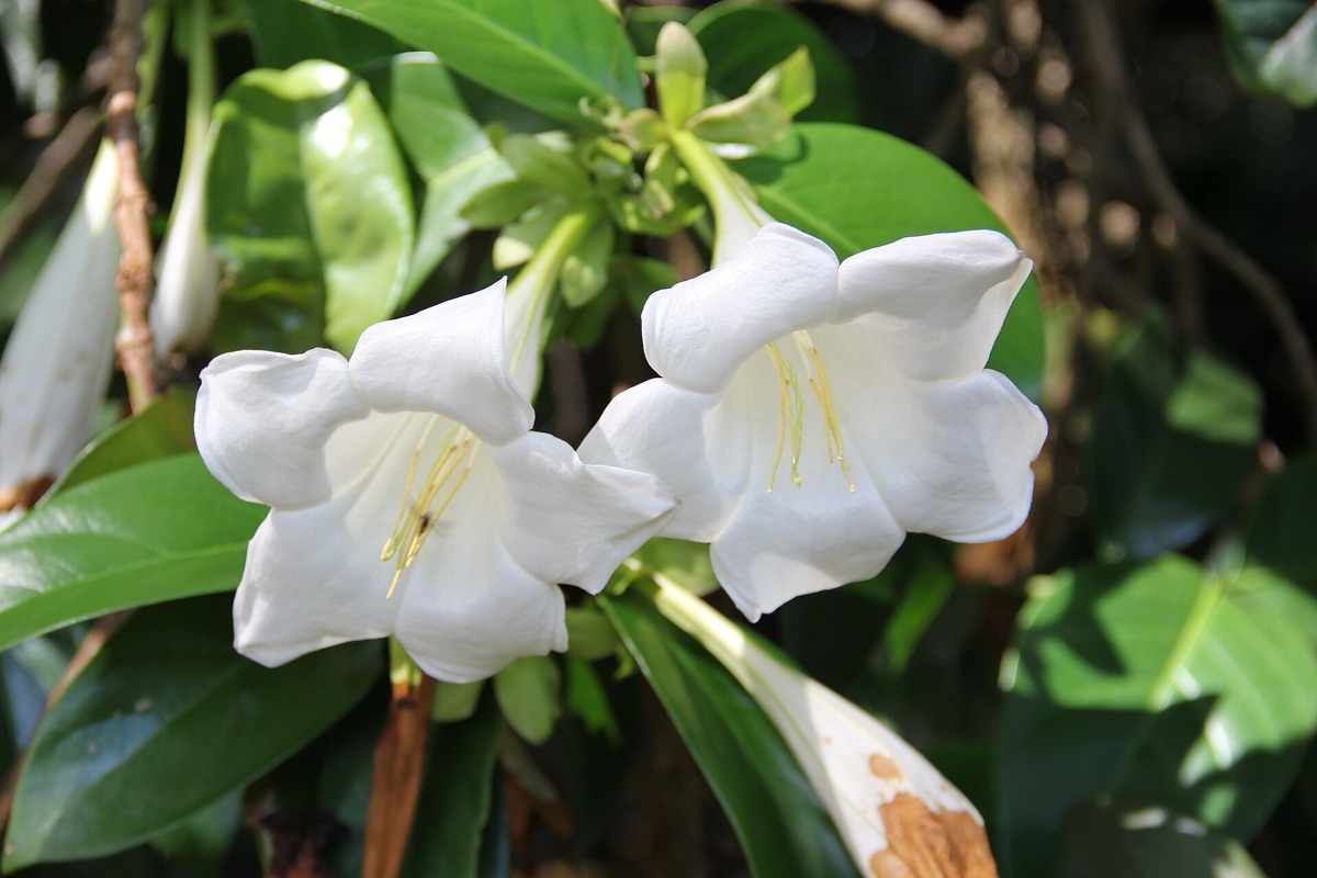 flor de magnolia con pétalos blancos