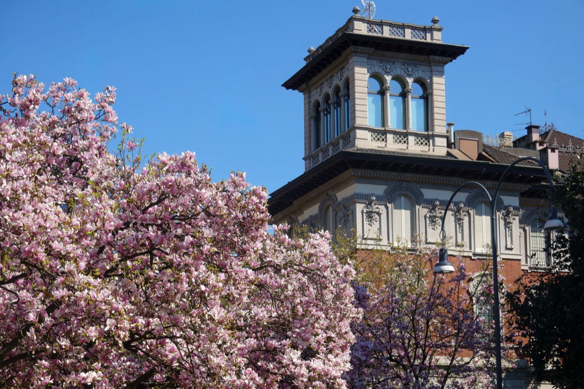 ilustración histórica de magnolia en contexto antiguo
