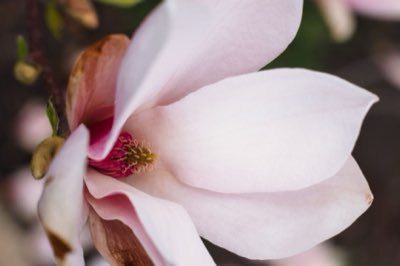 あなたの感覚を揺さぶる：香りが記憶を呼び覚ますメカニズム