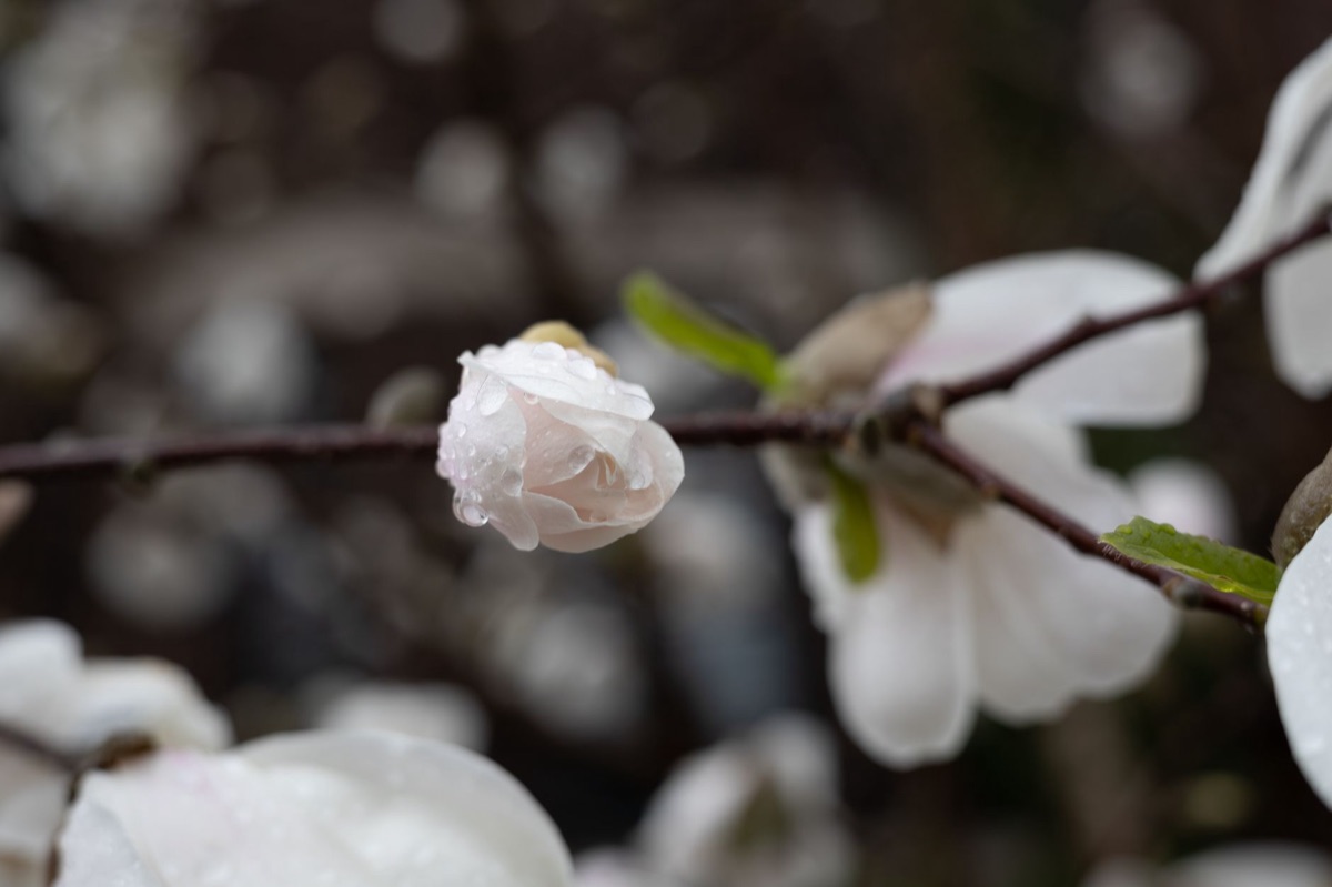 Geur van bloem, de bron van de geur van Parij: Magnolie bloem