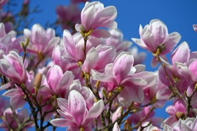 Freesia: A Ciência por Trás da Clareza Aromática Floral
