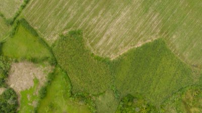 Terroir und Terroir: Wie der Boden den Duft bestimmt