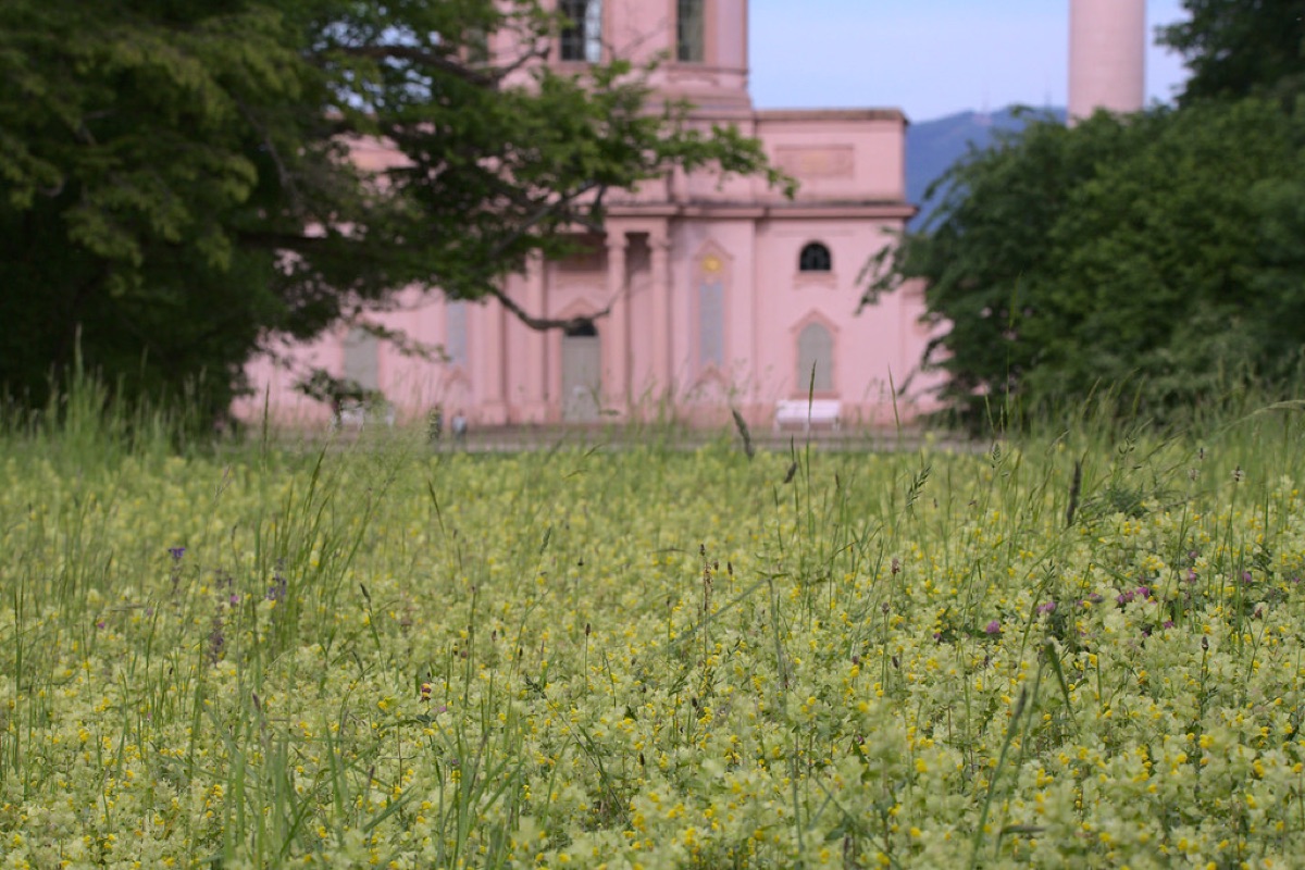 Wilde Blumen Feld