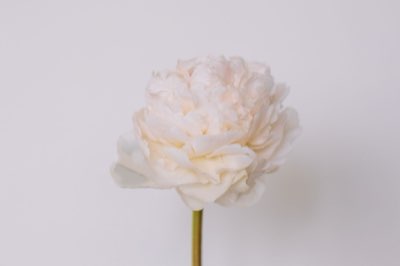Wildflower Scents: The Chemical Symphony of Survival