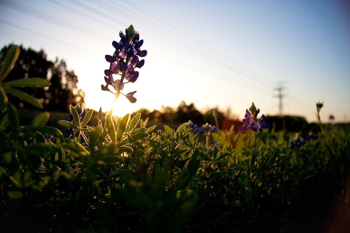 field of wildflowers at dawn
