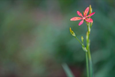 Terroir floral: cómo el suelo define el aroma de la planta (59)