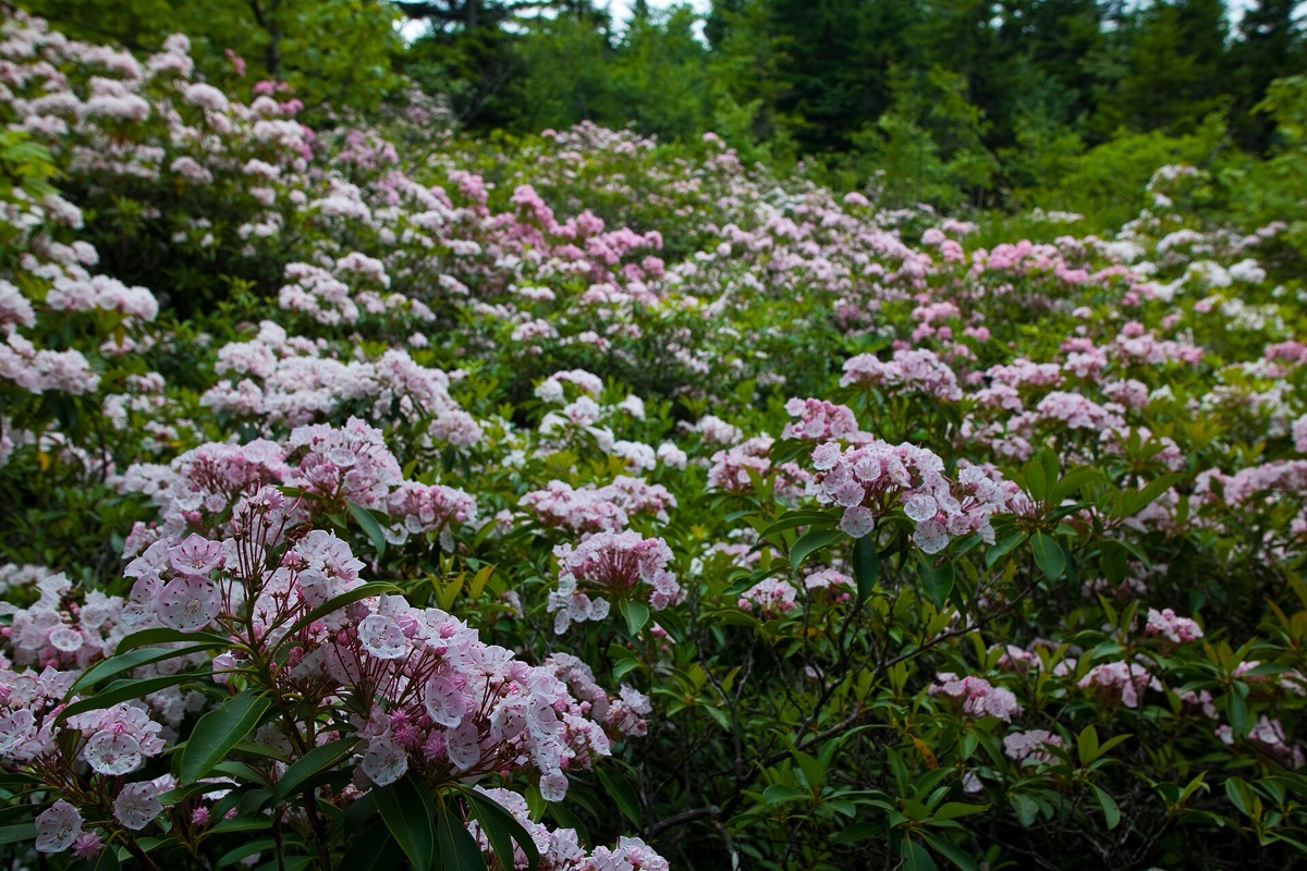 Campo de flores en primavera